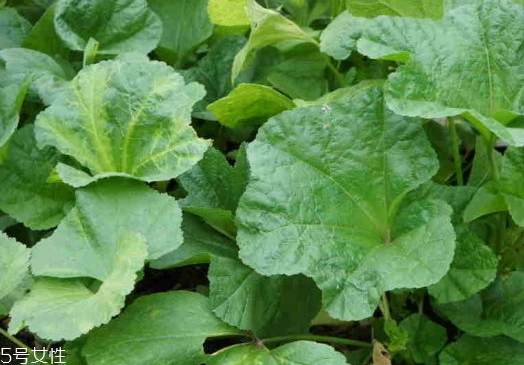 孕妇能吃冬寒菜吗,孕妇吃冬寒菜的功效和作用