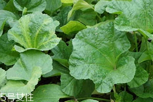 冬寒菜是什么菜图片,四川冬寒菜是什么菜