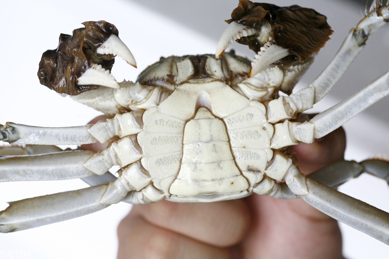 如何挑选大闸蟹,大闸蟹挑选技巧