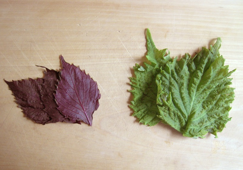 大闸蟹紫苏叶怎么用,干的紫苏叶怎么用