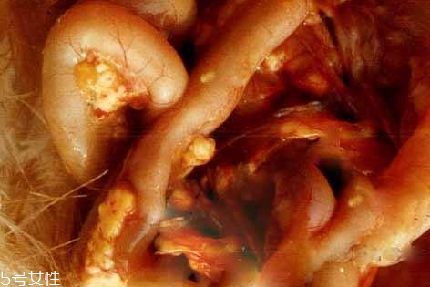 母鸡的蛋肠怎么洗,老母鸡的蛋肠怎么清洗 母鸡的蛋肠怎么洗,老母鸡的蛋肠怎么清洗