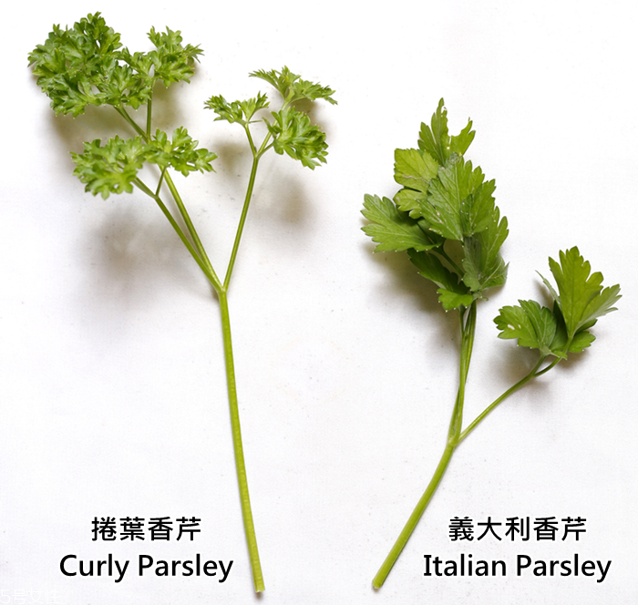 什么是香芹,香芹怎么读