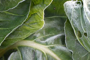 牛皮菜是发物吗?,牛皮菜是不是发物