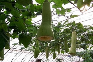 砍瓜炖土豆怎么做好吃,砍瓜炖土豆茄子胡萝卜能一起吃吗?