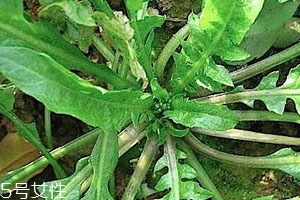 地菜什么时候有,地菜什么时候出来的