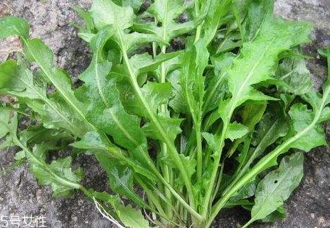 地菜种植技术,地菜怎么摘洗