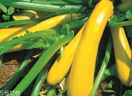 香蕉西葫芦和普通西葫芦的差别,香蕉西葫芦多少钱一斤