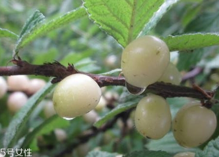 白玉樱桃是转基因吗,樱桃千禧果是转基因的吗