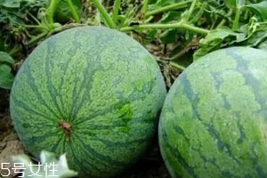 打瓜可以直接吃吗,打瓜能吃吗