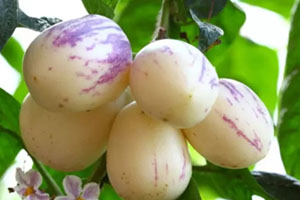 香瓜茄价格,香瓜一般多少钱一斤