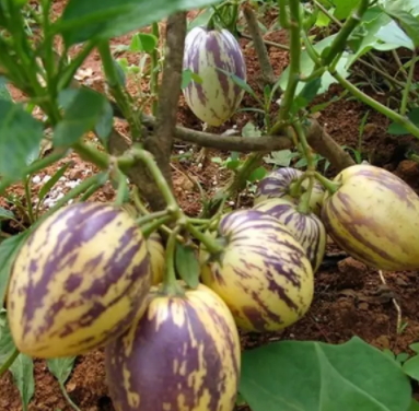 香瓜茄为什么叫人参果,人参果是番茄吗