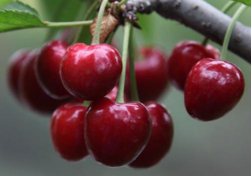 樱桃的铁含量多少,樱桃的含铁量 樱桃的铁含量多少,樱桃的含铁量