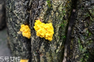 孕妇可以吃金耳吗,孕妇可以吃金燕耳吗