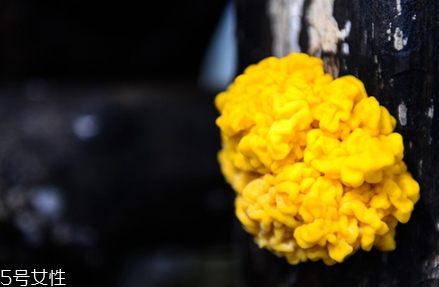 孕妇吃金耳的好处,孕妇可以吃金燕耳吗