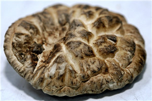 菌和菇有什么区别,蘑菇都是有什么样的 菌和菇有什么区别,蘑菇都是有什么样的