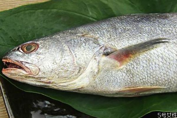 吃白姑鱼有什么好处呢(白姑鱼的功效和副作用)