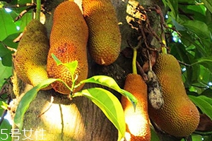 尖蜜拉是菠萝蜜吗,尖蜜拉跟菠萝蜜的区别