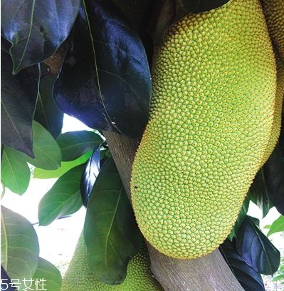 榴莲蜜皮可以吃吗,榴莲皮能吃么