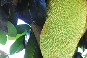 榴莲蜜是什么味道,榴莲蜜是榴莲吗