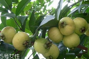 水葡萄是什么水果,葡萄是水果吗