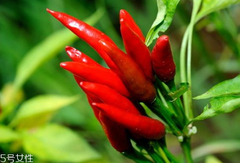 晒干辣椒要洗了去晒吗,新鲜辣椒怎么晒干