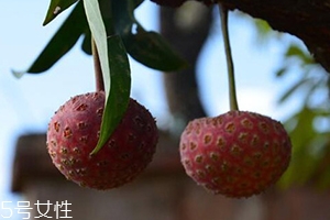 鸡嗉子果怎么吃,鸡嗉子果怎么吃好吃