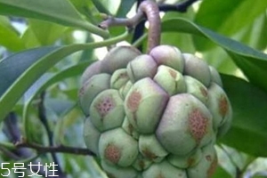 布福娜怎么吃图解法,黑老虎布福娜怎么吃