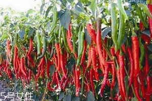 青椒变红了还能吃吗?,青椒变成红色之后还可以吃吗 青椒变红了还能吃吗?,青椒变成红色之后还可以吃吗