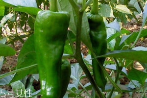 不辣的青椒是发物吗,无辣味的青椒是发物吗