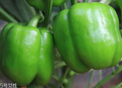 吃青椒会上火吗?,孕妇吃青椒会上火吗