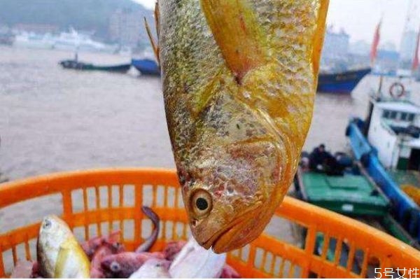 吃黄姑鱼有什么注意的呢(黄姑鱼好吃吗)