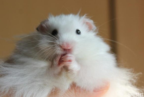 怎样逗仓鼠开心(怎样逗仓鼠开心) 怎样逗仓鼠开心(怎样逗仓鼠开心)