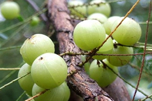 余甘子价格大约多少钱,余甘子多少钱一斤