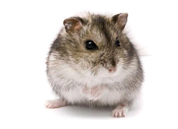 Unichi玫瑰果精华胶囊好不好(unichi玫瑰果胶囊有没有副作用)