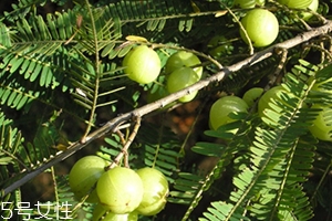 余甘子是橄榄吗,余甘子和滇橄榄是不是同一种