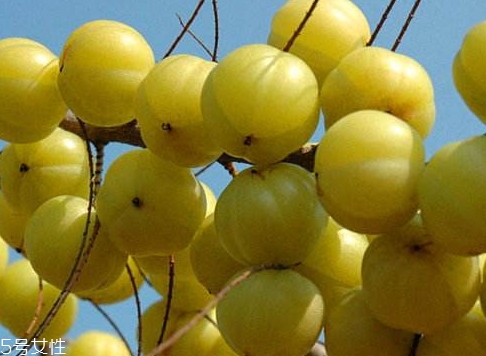 余甘子名字的由来,余甘子的别名