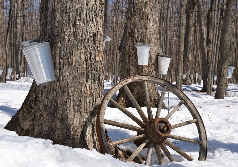 枫糖制作过程,枫糖是怎么做的