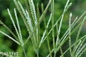 牛筋草怎么吃治类风湿关节炎,牛筋草怎么吃治类风湿关节炎筋