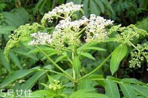 接骨草使用方法,接骨草用法用量