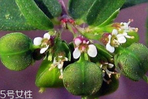 通奶草的功效和作用图片,通奶草的功效和作用通气,意思