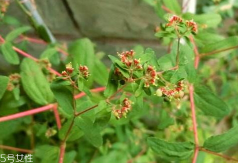 通奶草是什么草,通奶的草叫什么