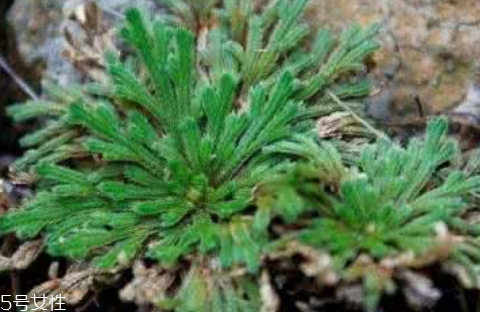 九死还魂草可以水养吗,九死还魂草用什么土栽培