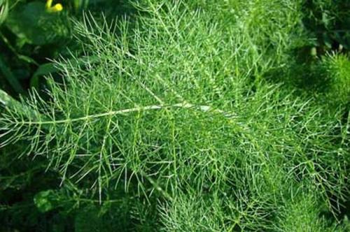 眼妆卸不干净的危害,眼妆卸不干净的后果