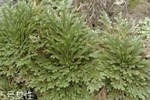 九死还魂草的功效和作用,九死还魂草