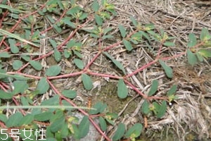 千根草的别名叫什么,千根草图片