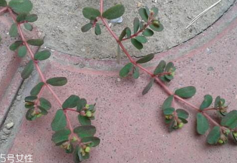 千根草的特点,千根草的功效