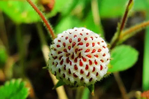 白果是水果吗,白苹果是什么水果