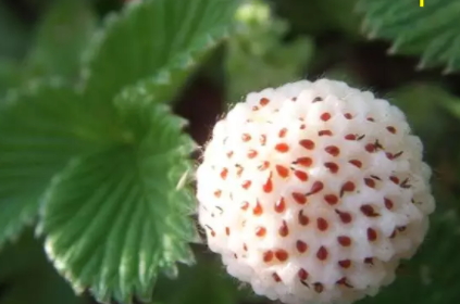 白草莓和菠萝莓,白萝卜是什么