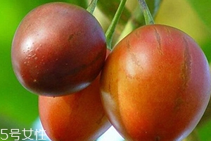 树番茄孕妇可以吃吗,树番茄的功效和作用孕妇可以吃吗