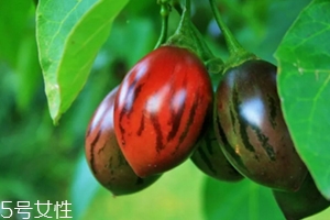 树番茄可以直接吃么,树番茄的吃法 树番茄可以直接吃么,树番茄的吃法